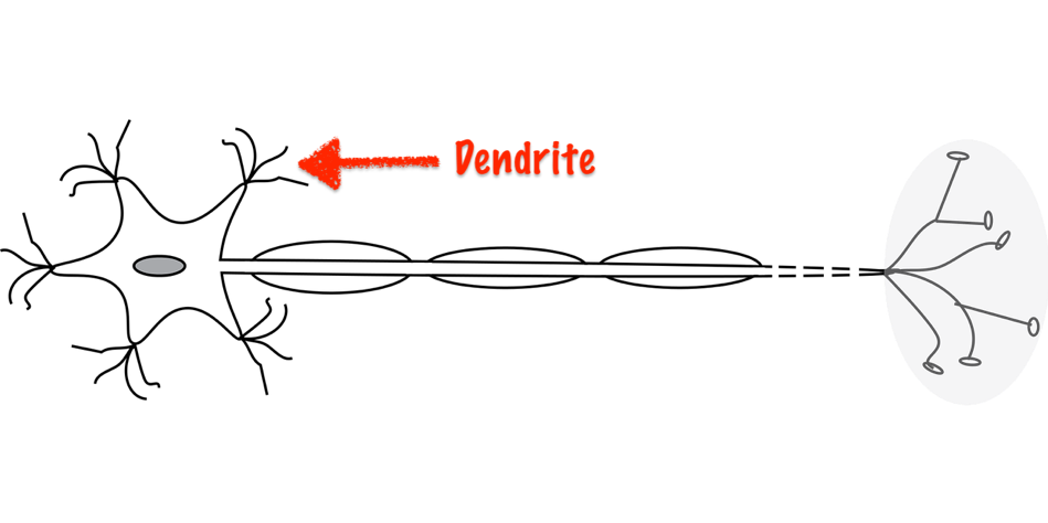 dendrite structure and function